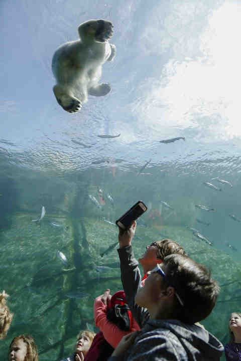Guests watch as 16-month-old female polar bear Neva stands on a glass viewing area at the Columbus Zoo and Aquarium in Powell.    (Joshua A. Bickel / The Columbus Dispatch)
